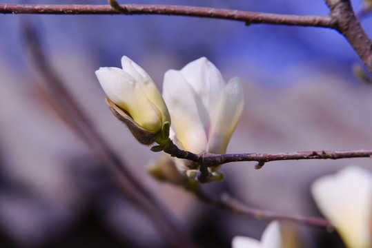 玉蘭花