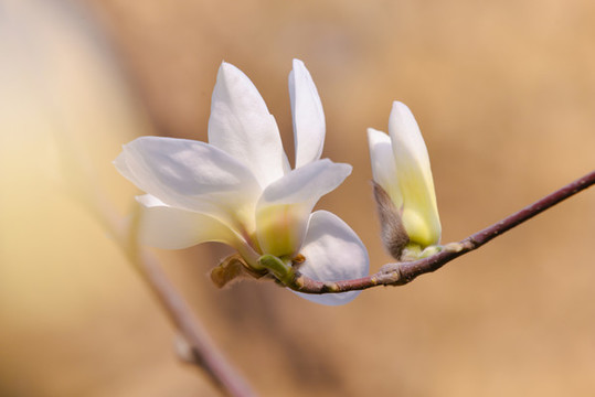玉蘭花