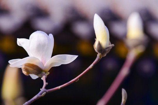 玉蘭花