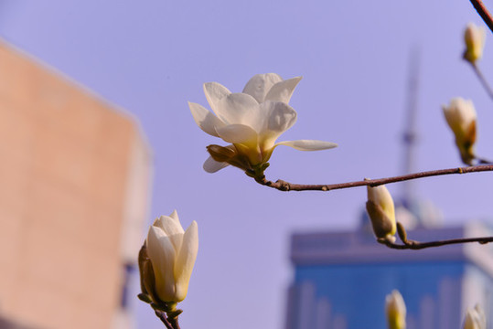 木蘭花