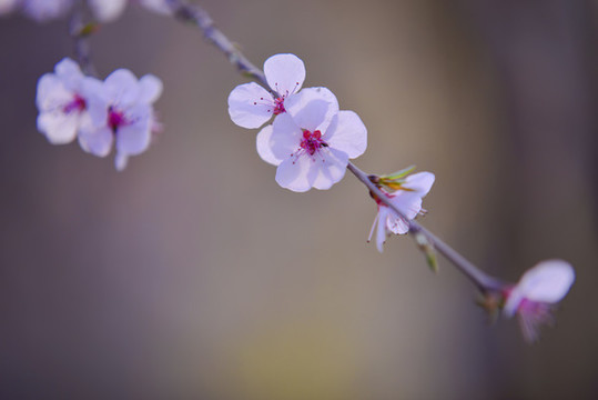 山桃花
