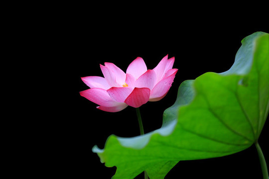 紅色荷花