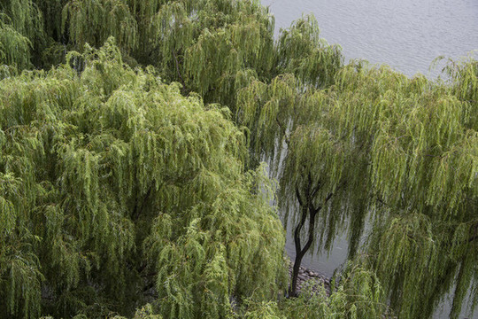 湖邊垂柳