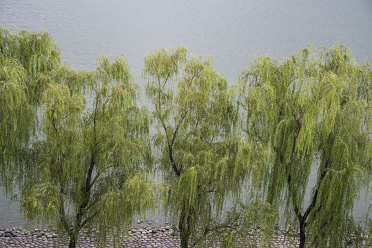 湖邊垂柳