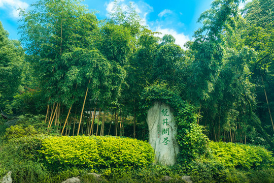 杭州龍井問茶