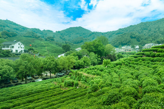 杭州龍井村茶園