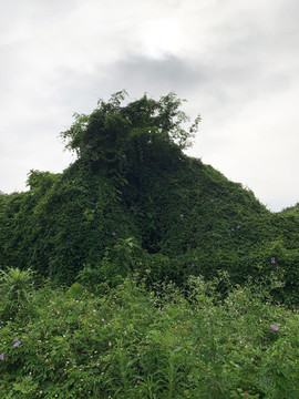 綠墻