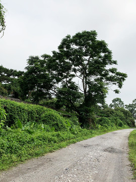 鄉(xiāng)間小路