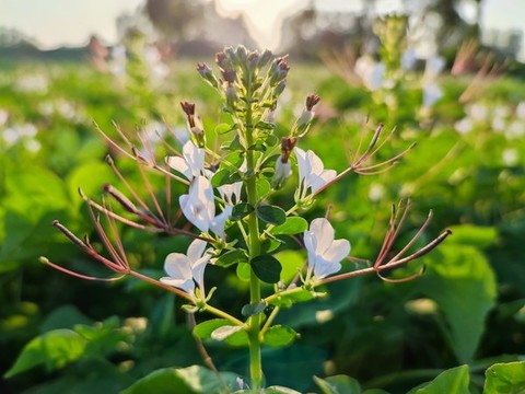 白花菜