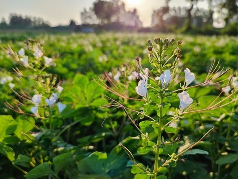 白花菜