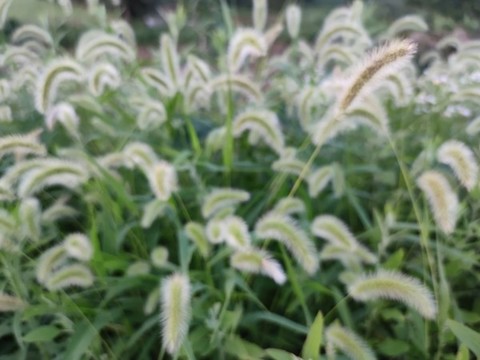 狗尾草