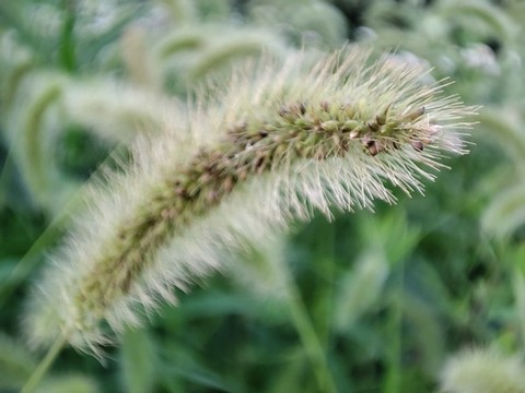 狗尾草