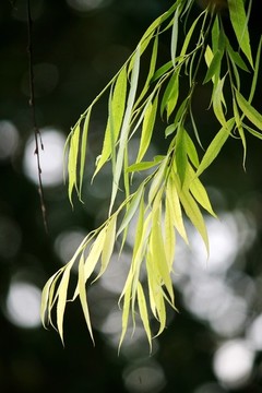 柳枝