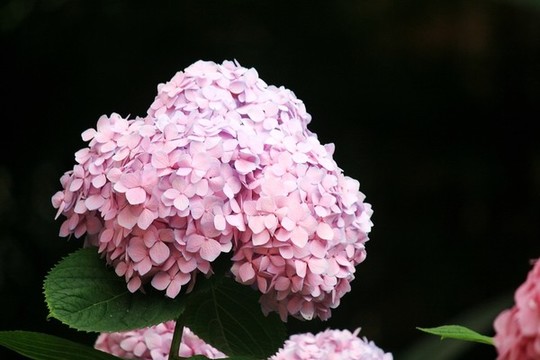 繡球