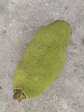 一個菠蘿蜜