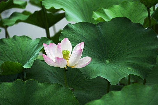白荷花