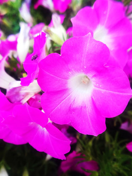 喇叭花