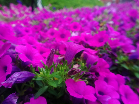 碧冬茄花壇