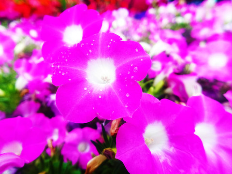 碧冬茄花