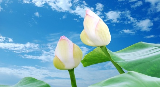 含苞欲放的白蓮花苞