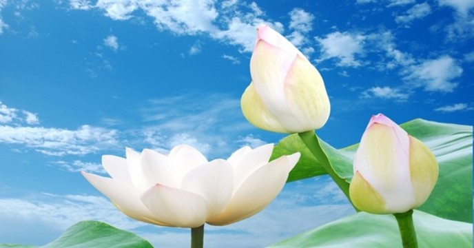 綻放的白蓮花