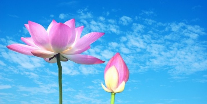 昂首綻放的紅荷花和含苞欲放花苞