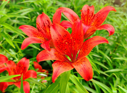 鮮花