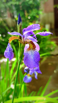 鮮花