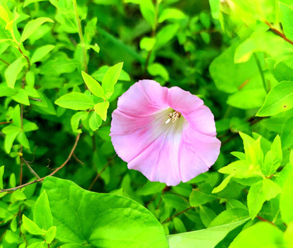 鮮花