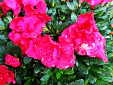杜鵑花