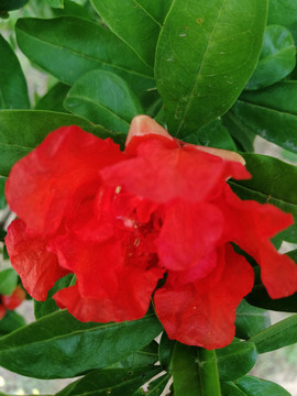 石榴樹開花