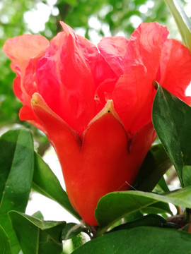 石榴花