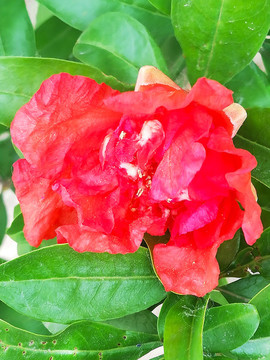 石榴樹(shù)花