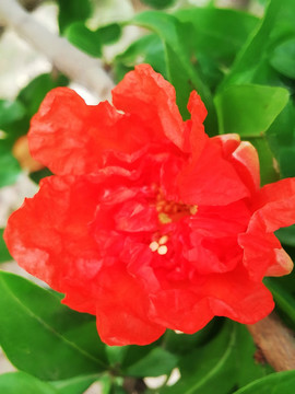 盛開的石榴花