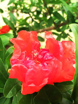 枝頭石榴花