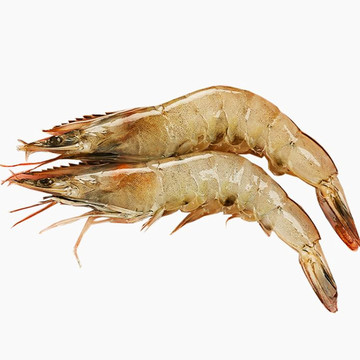大明蝦