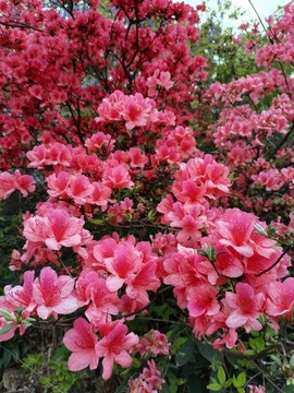 杜娟花映山紅