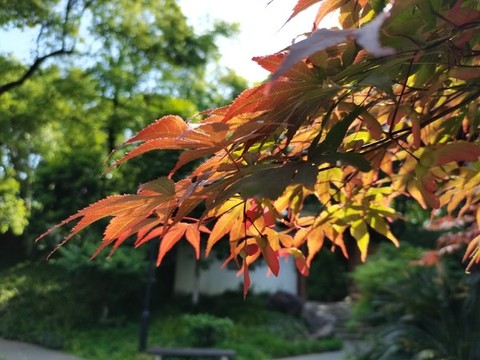 楓葉