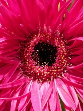 菊花拉絲菊
