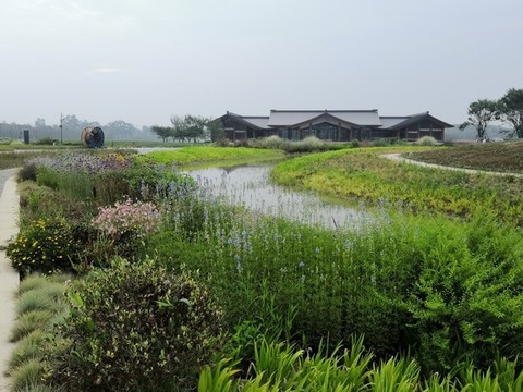 灌木綠植