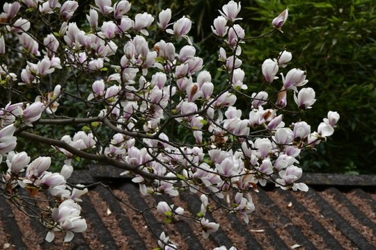 玉蘭花