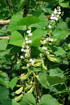 扁豆開(kāi)花