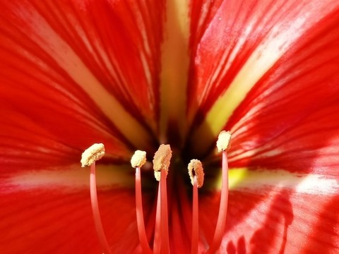 朱頂紅
