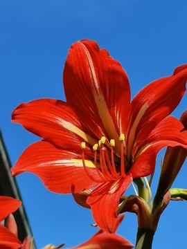 朱頂紅