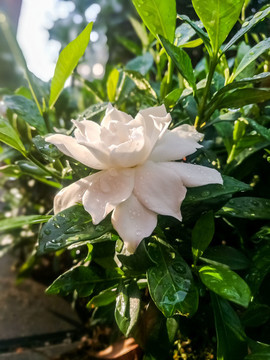 梔子花