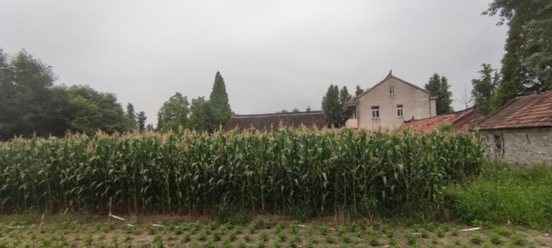 玉米地