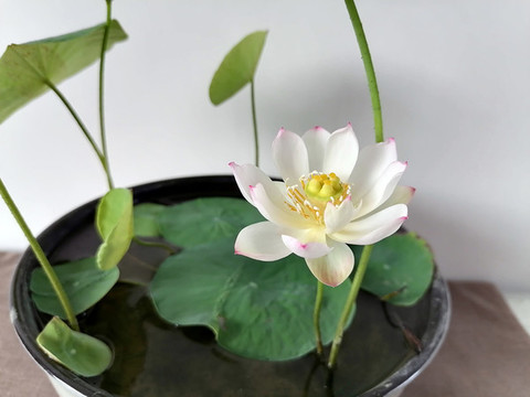 碗蓮