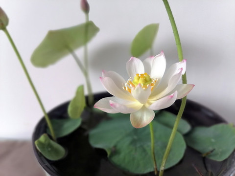 碗蓮