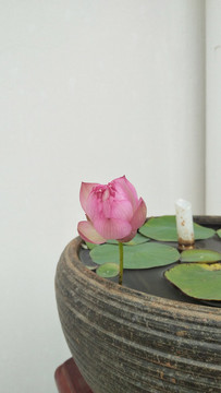 碗蓮