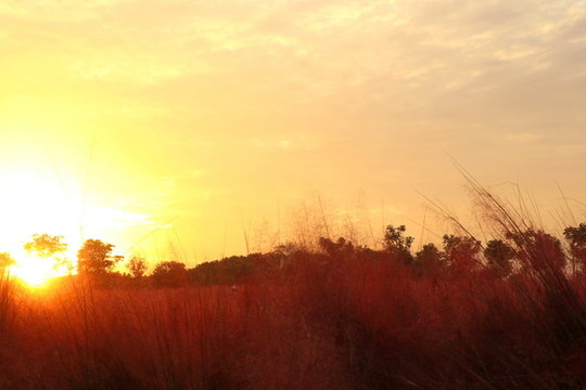 粉色夕陽(yáng)